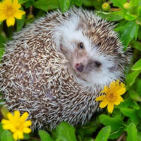 Logis Hotel Restaurant Bel Horizon Hotel 3*