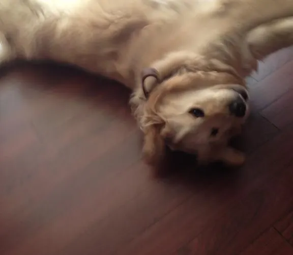 Logis Restaurant Bel Horizon 3* Вик-сюр-Сер